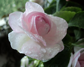 Бальзамин "Apple Blossom"