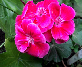 Пеларгония Flower Fairy Velvet