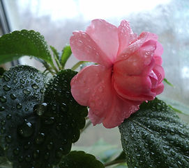 Бальзамин Фэнсифул Пич (Impatiens Fanciful Peach)