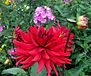 Георгина Бергерз Рекорд (Dahlia Bergers Record)