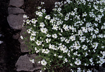Арабис альпийский (Arabis alpina)