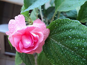 Бальзамин Фэнсифул Пич (Impatiens Fanciful Peach)