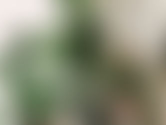 TIPS: CARING FOR YOUR INDOOR PLANTS IN WINTER