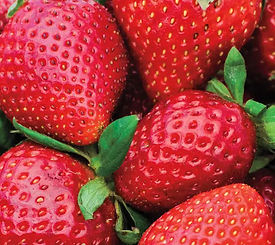 Wendy strawberry_edited.jpg