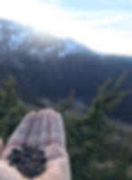 Juniper handpicked in the Spanish Pyrenees 