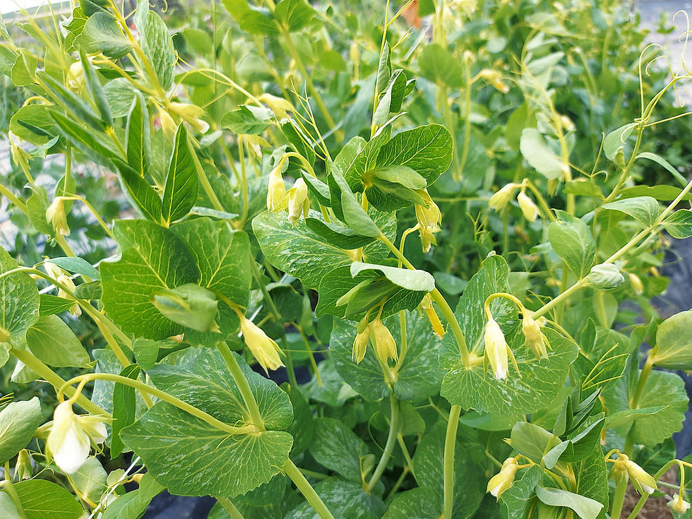 snap peas with yellow flowers growing in the garden