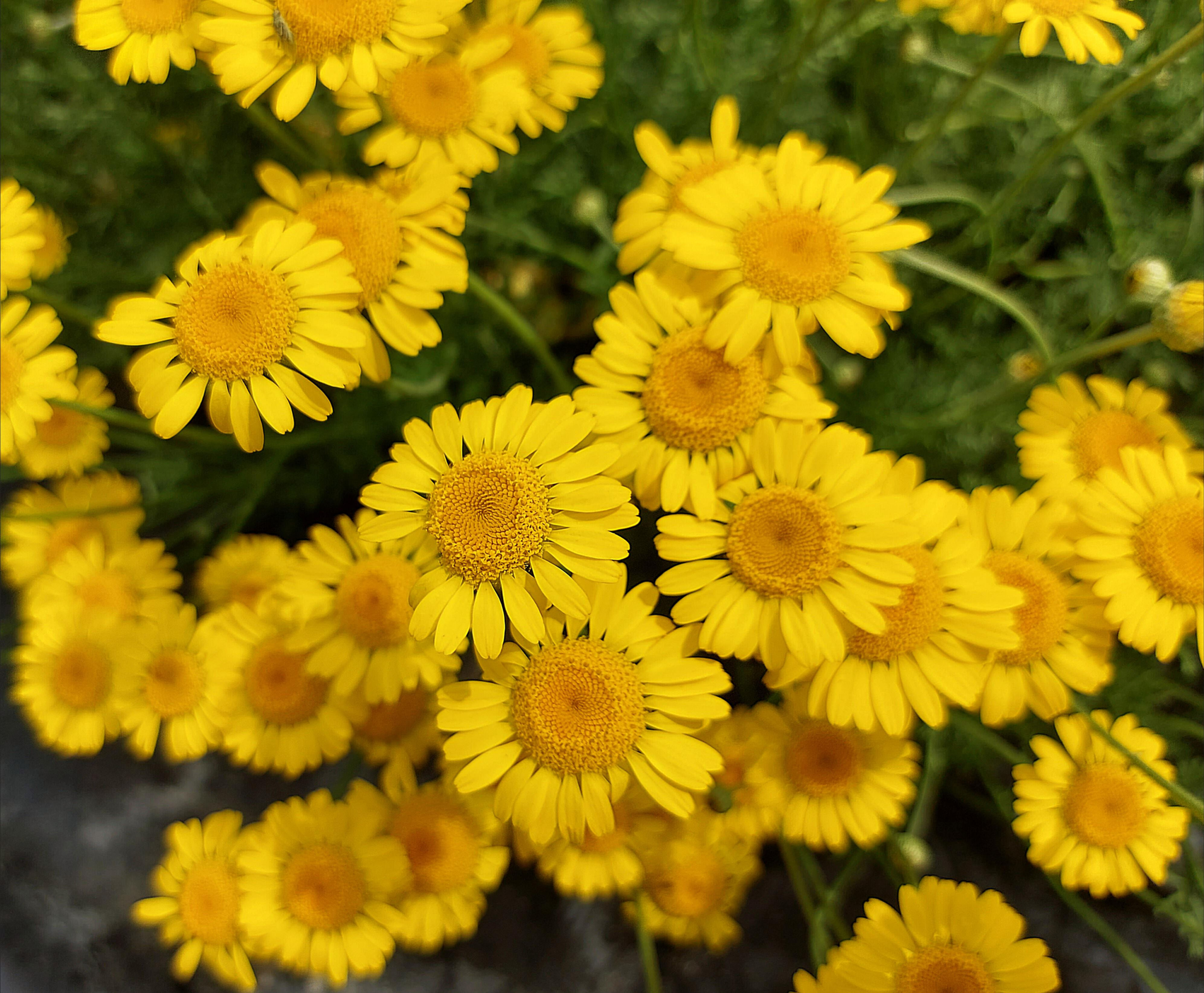 golden chamomile flowers