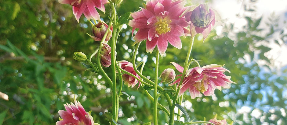 Perennial Profiles: Columbines