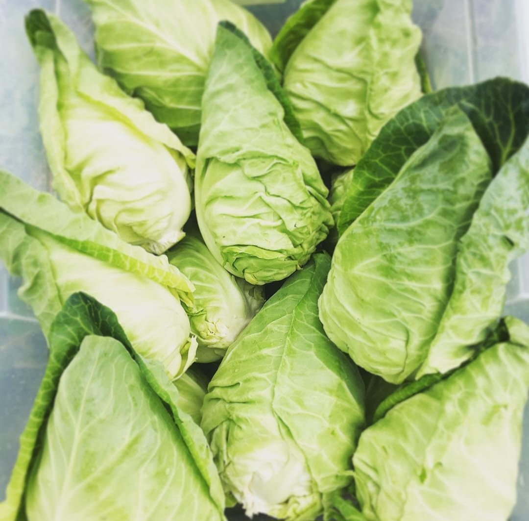 close up of several heads of early jersey wakefield cabbage