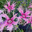 Thumbnail: pink spooky dianthus growing in the garden