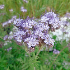 Purple Tansy 1.jpg