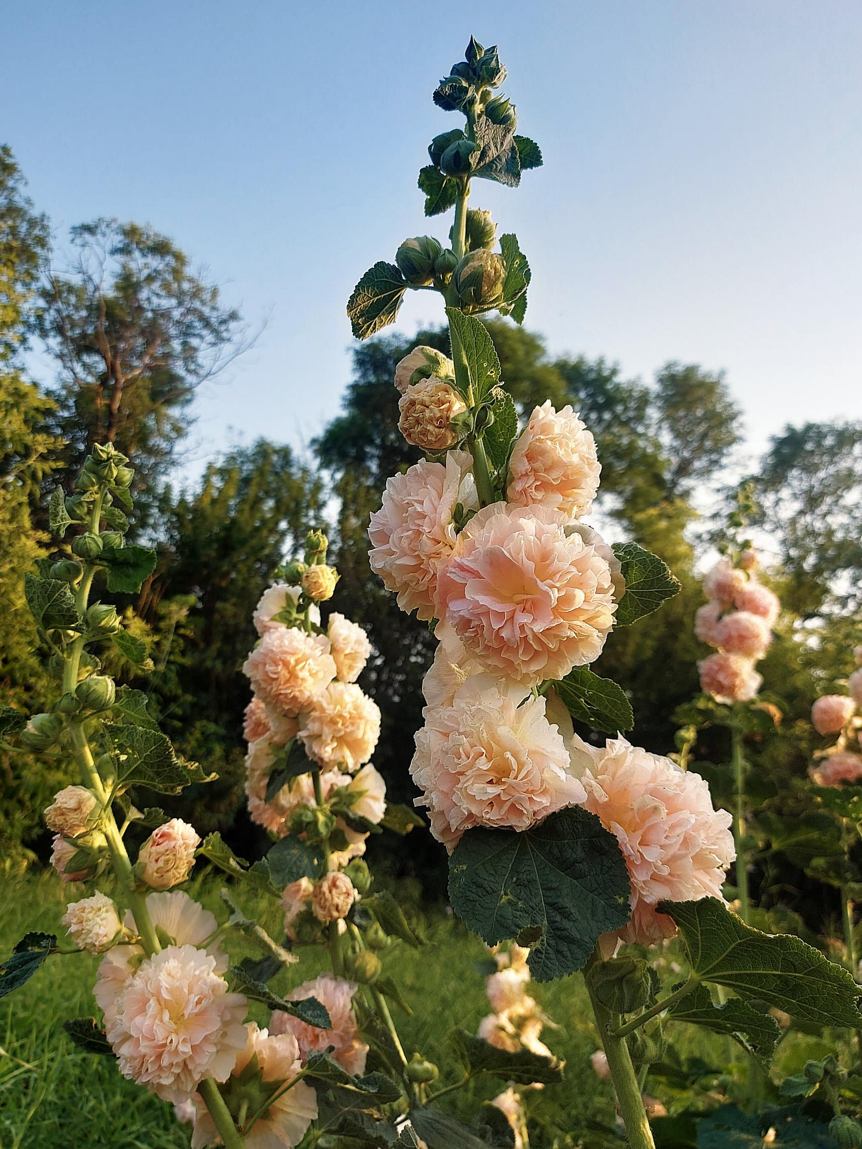 blush chater's double hollyhock growing in the garden