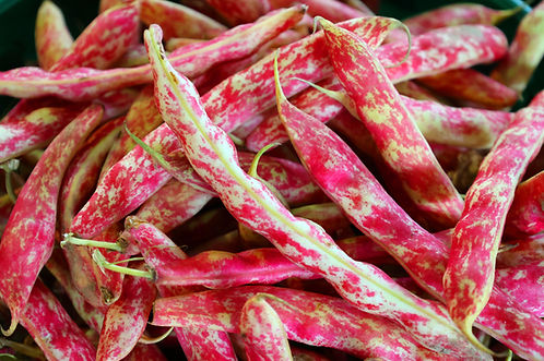 Martha's Garden Seeds Tongue of Fire Bean Seeds