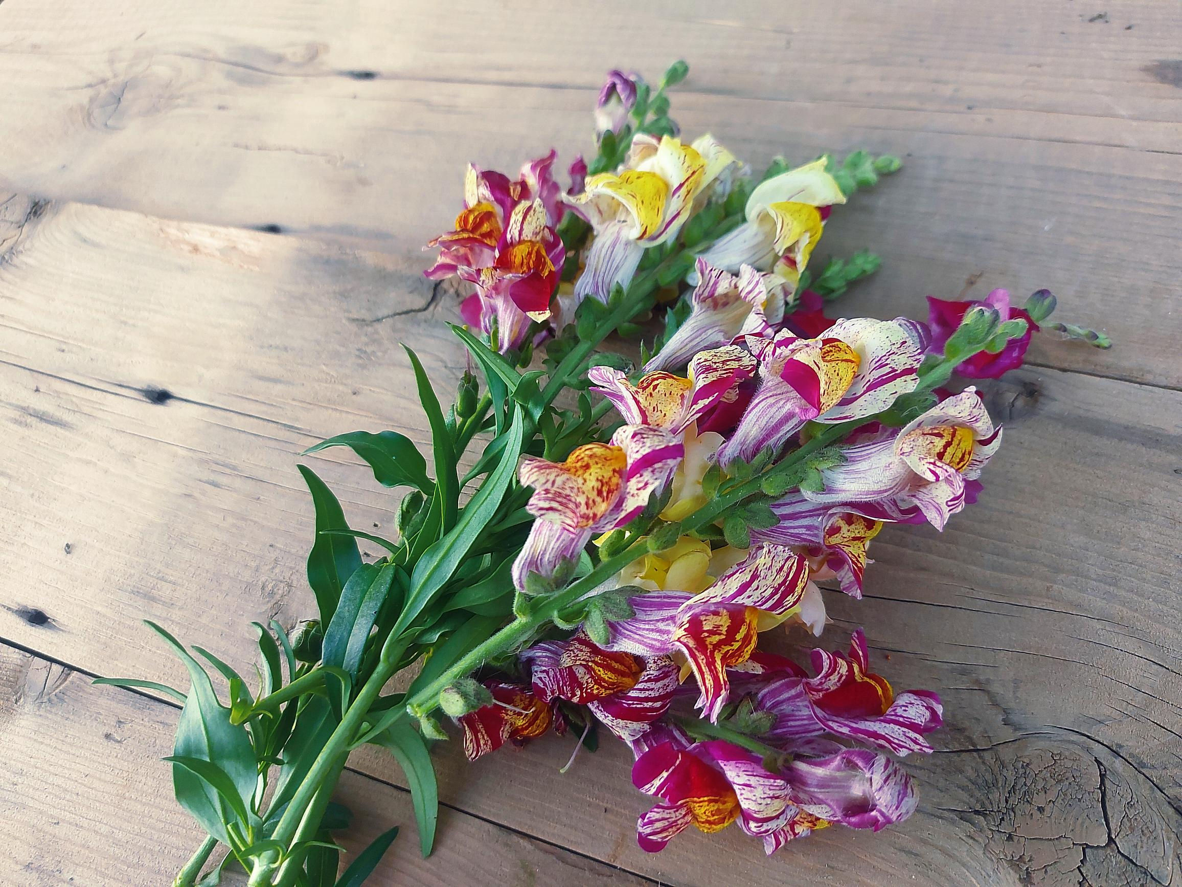 bizarre mix snapdragon flowers