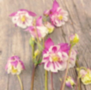 close up of pink petticoat columbine flowers