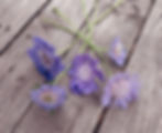 Thumbnail: bunch of blue scabiosa flowers