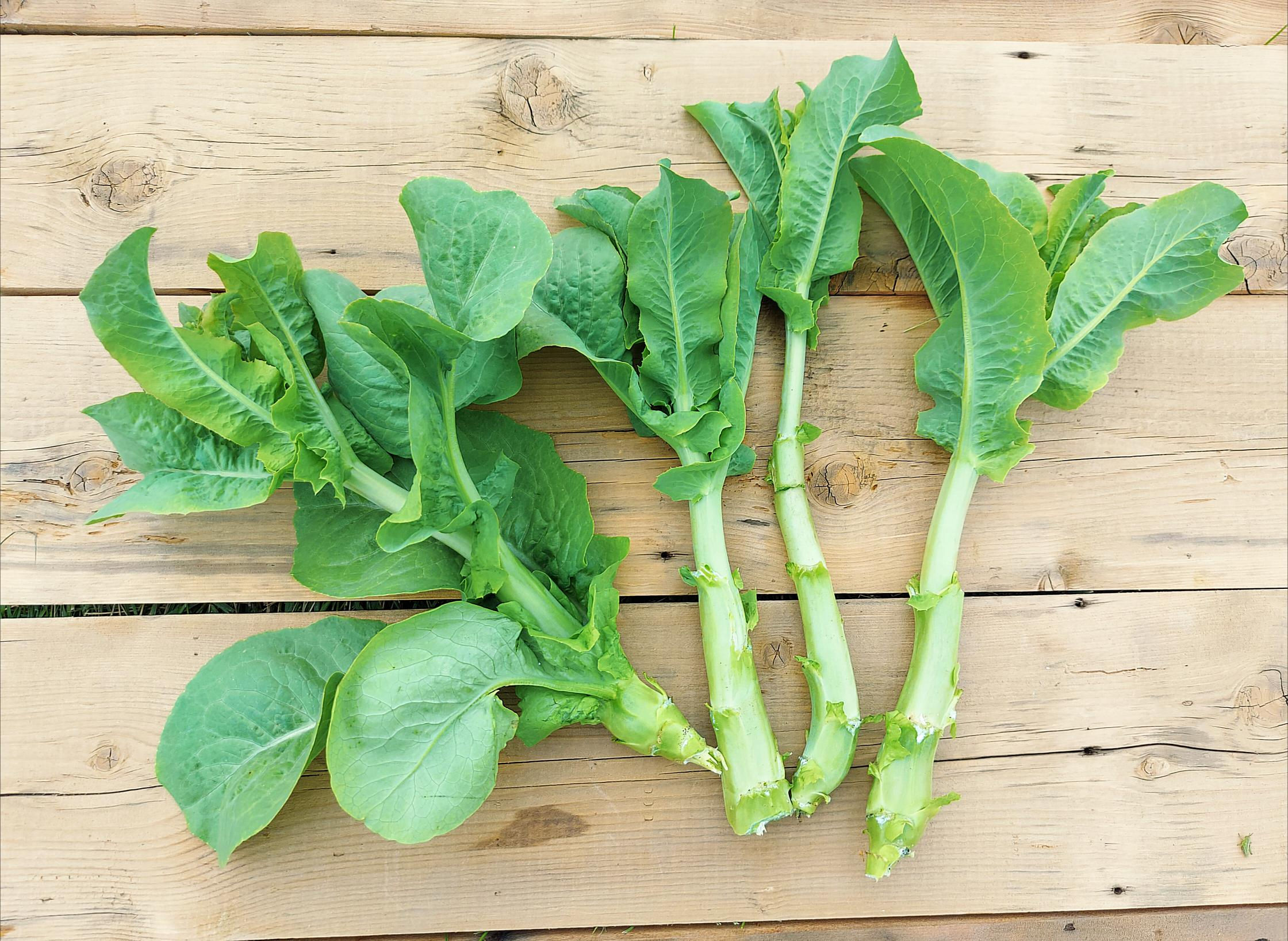 bunch of celtuce