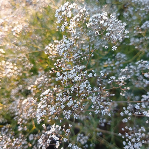 Baby's Breath Perennial White Seeds Martha's Garden