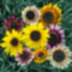 sunflowers on grassy background