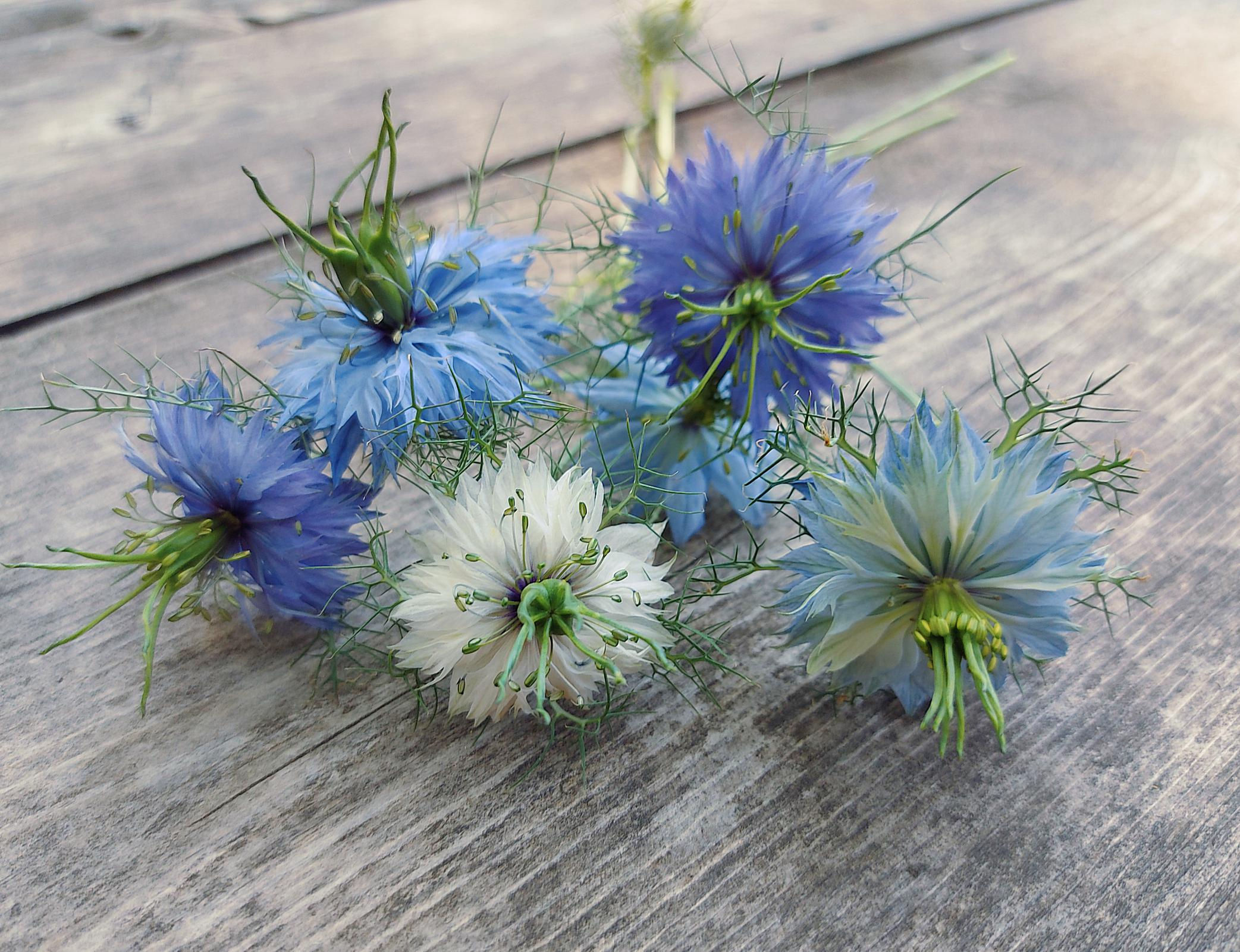 close up of love in a mist flowers