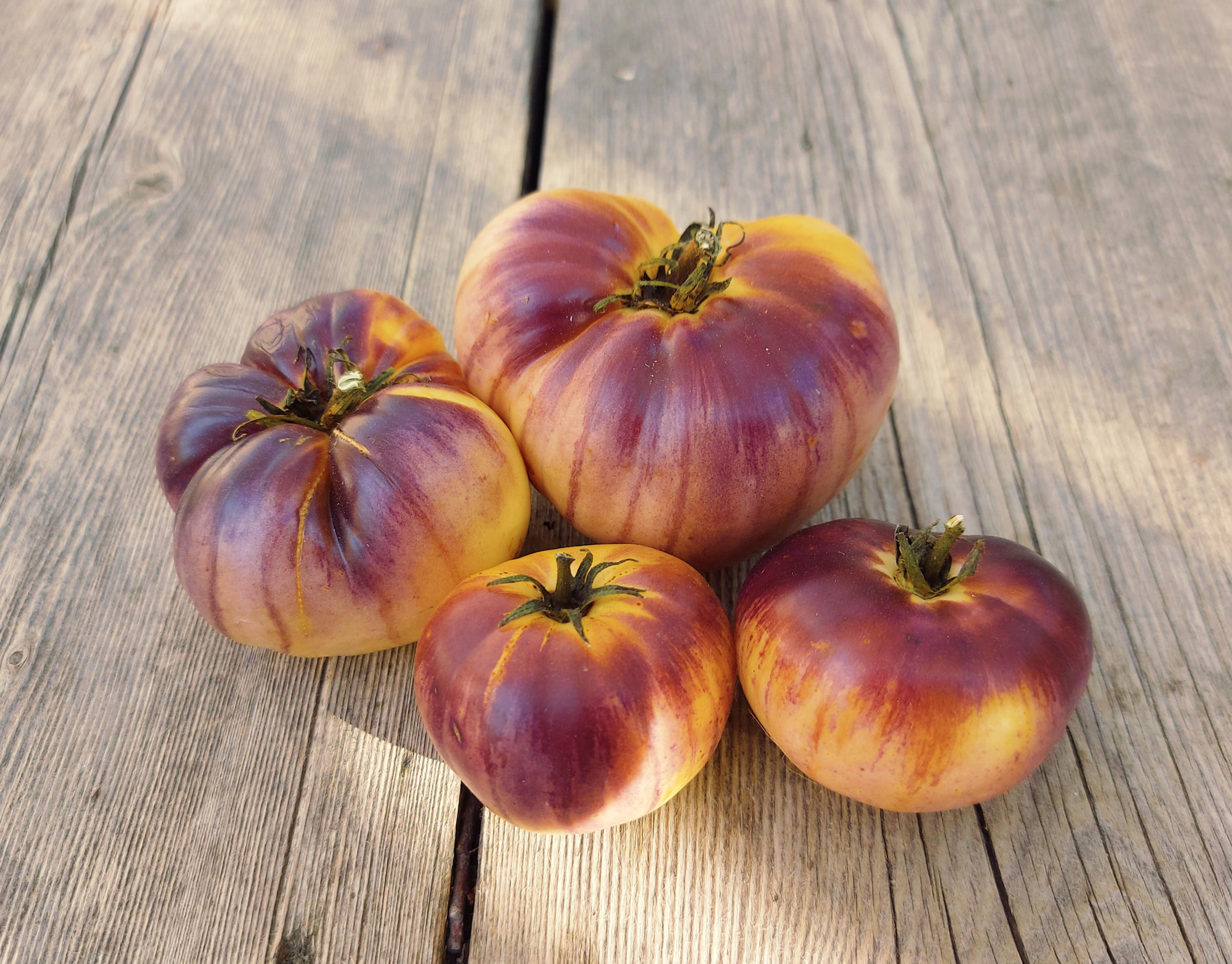 purple sunrise tomatoes on reclaimed barn wood boards