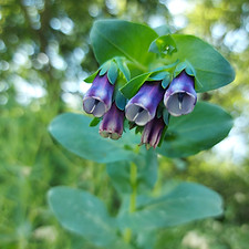 Honeywort 2.jpg