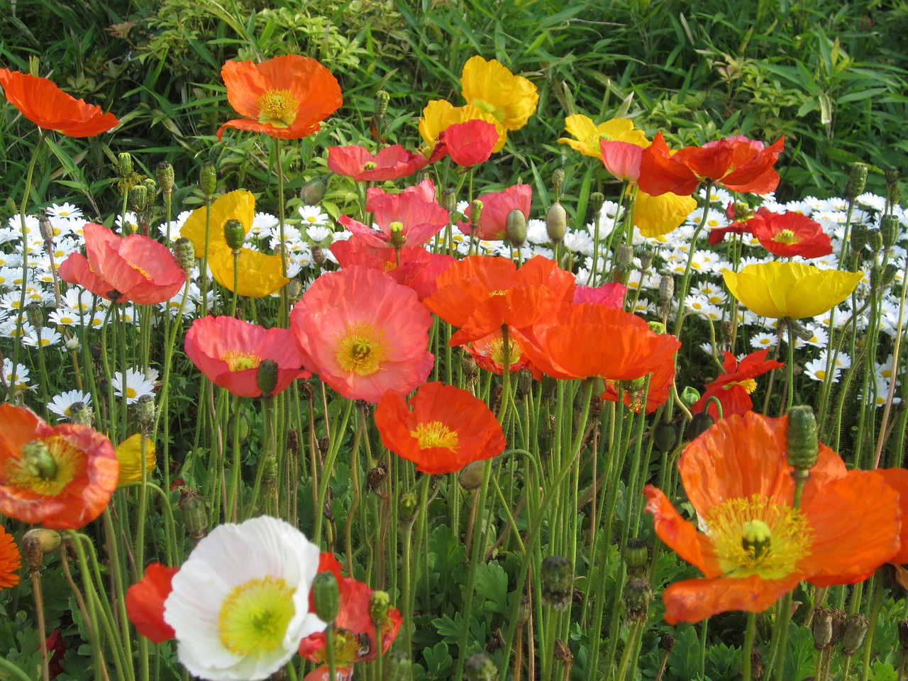 iceland poppy mix growing in the garden