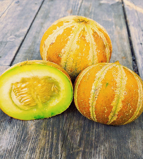 Kajari Melon Seeds | Martha's Garden Seeds
