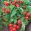 Thumbnail: red cherry tomatoes on a dwarf plant
