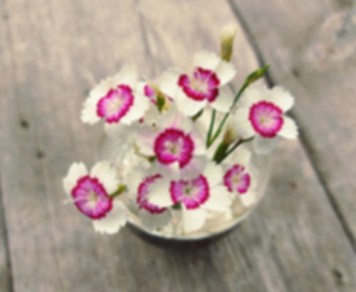 bunch of arctic fire dianthus flowers in antique silver flower frog