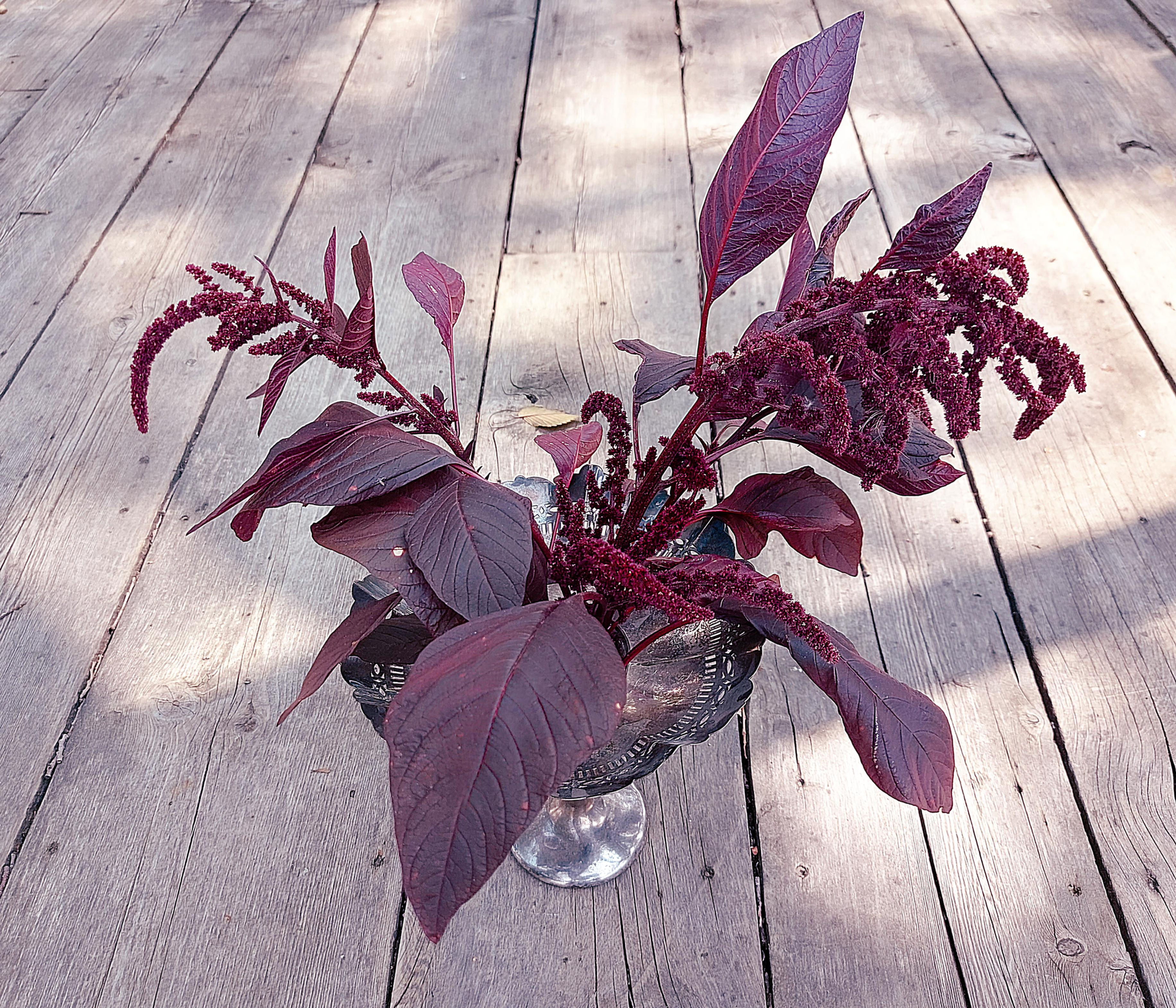 hopi red dye amaranth in antique vase on reclaimed barn wood boards
