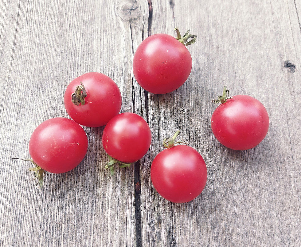 humbolti wild pink cherry tomatoes