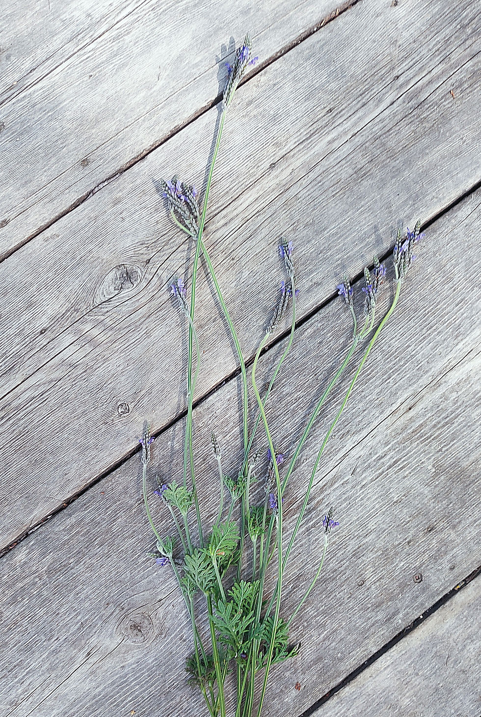 Thumbnail: bunch of fern leaf lavender on reclaimed barn wood boards