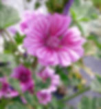 close up of pink and purple zebra mallow flower