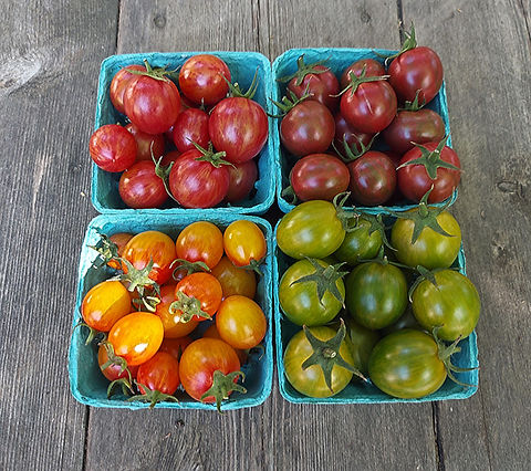 SEEDまとめ売り Bumblebee Cherry Tomato Mix Seeds | Martha's Garden Seeds