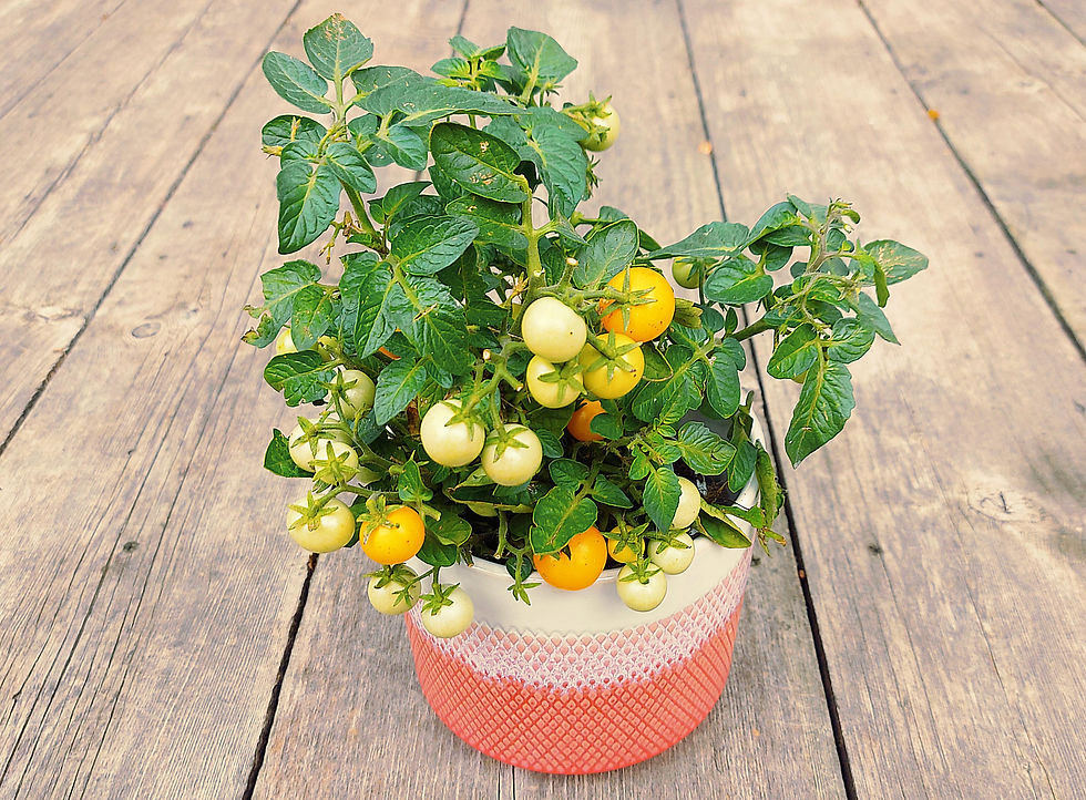 orange hat cherry tomato growing in a pot