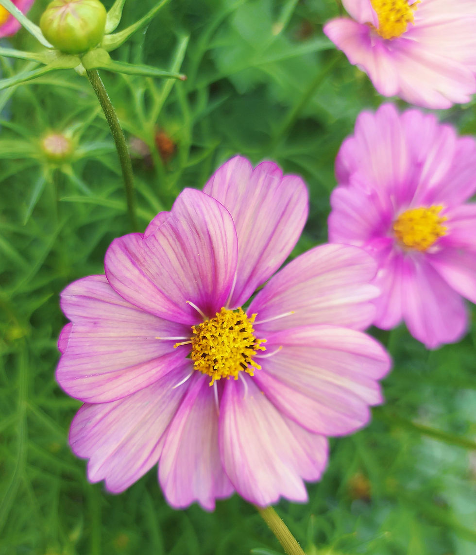 Thumbnail: xsenia cosmos growing in the garden