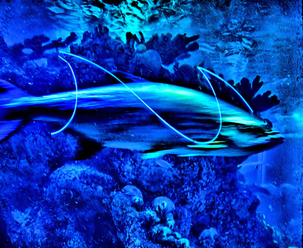157 - Electric Fish