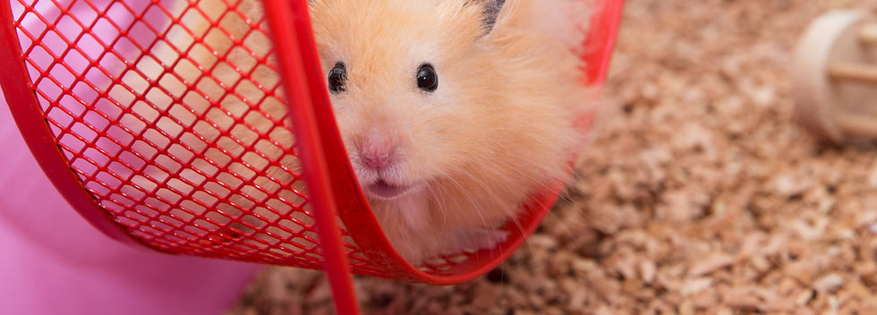 Hamster in Wheel_edited_edited.jpg