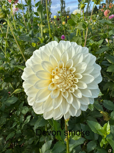Devan Flower Devon smoke | Flowers By Annette