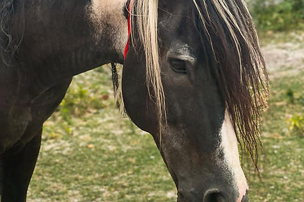 CAVALO2.jpeg