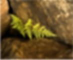 Personal and Leadership Transformation - Resilience