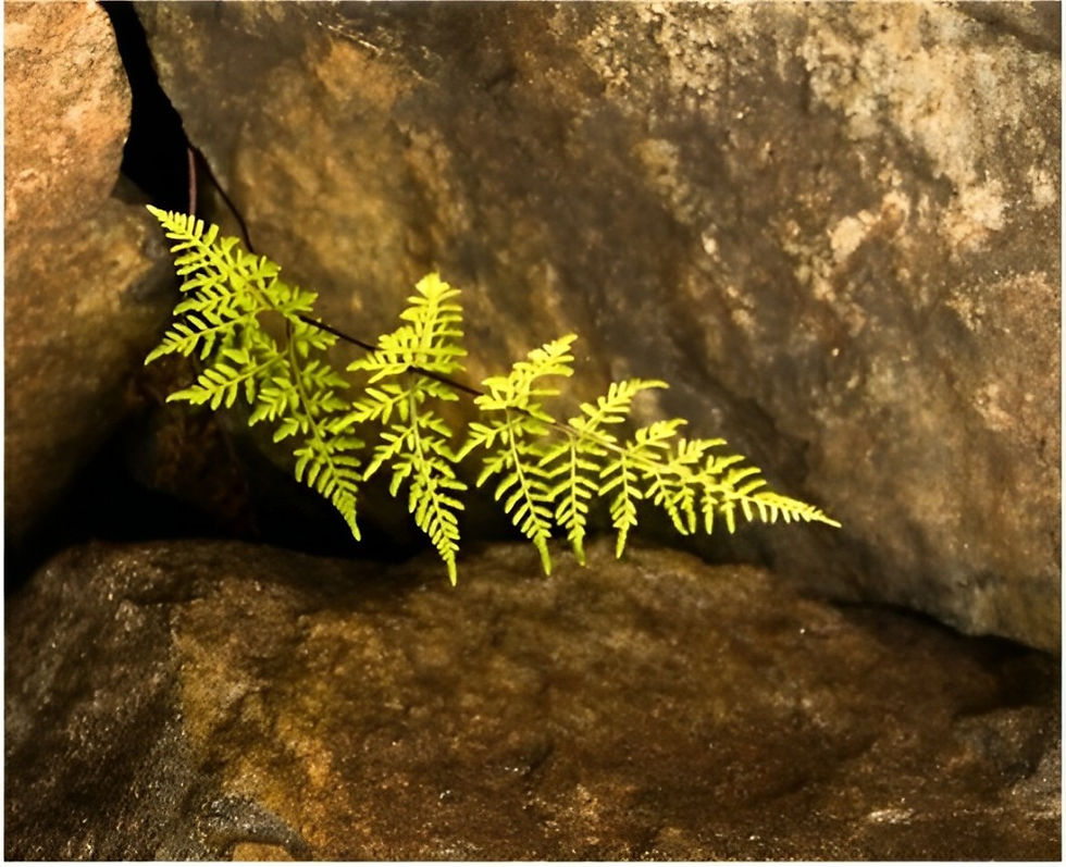 Personal and Leadership Transformation - Resilience