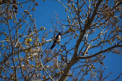 Pájaros de Toledo