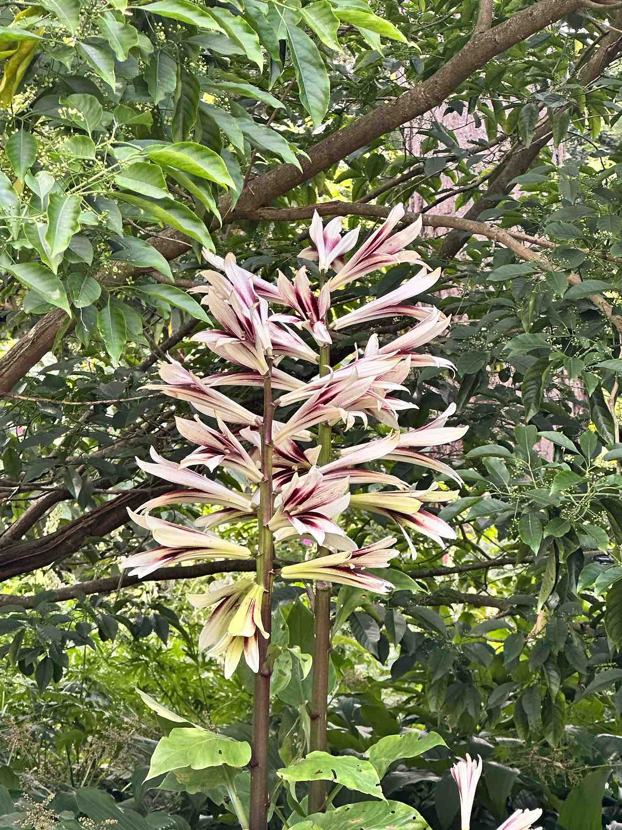 A stem of pink lilies standing in a forest of green trees.
