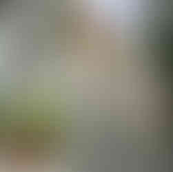 Stone stairway adorned with potted plants and a black cat walking down the steps