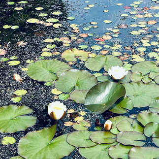 A reflective pond with green lily pads and two water lilies floating on the surface.