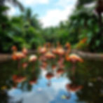 Flamingoes in a pond for weird amazing fun facts