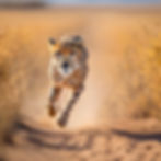 A cheetah running extremely fast