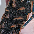 berried hen.jpeg